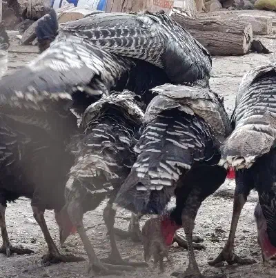 بوقلمون|پرنده|قزوین, |دیوار