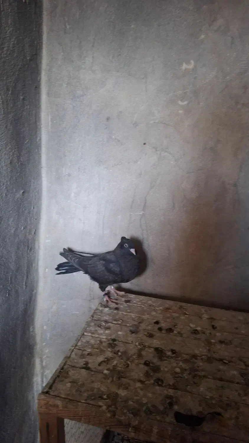 کبوتر زاغ ابادانی|پرنده|ماهیدشت, |دیوار