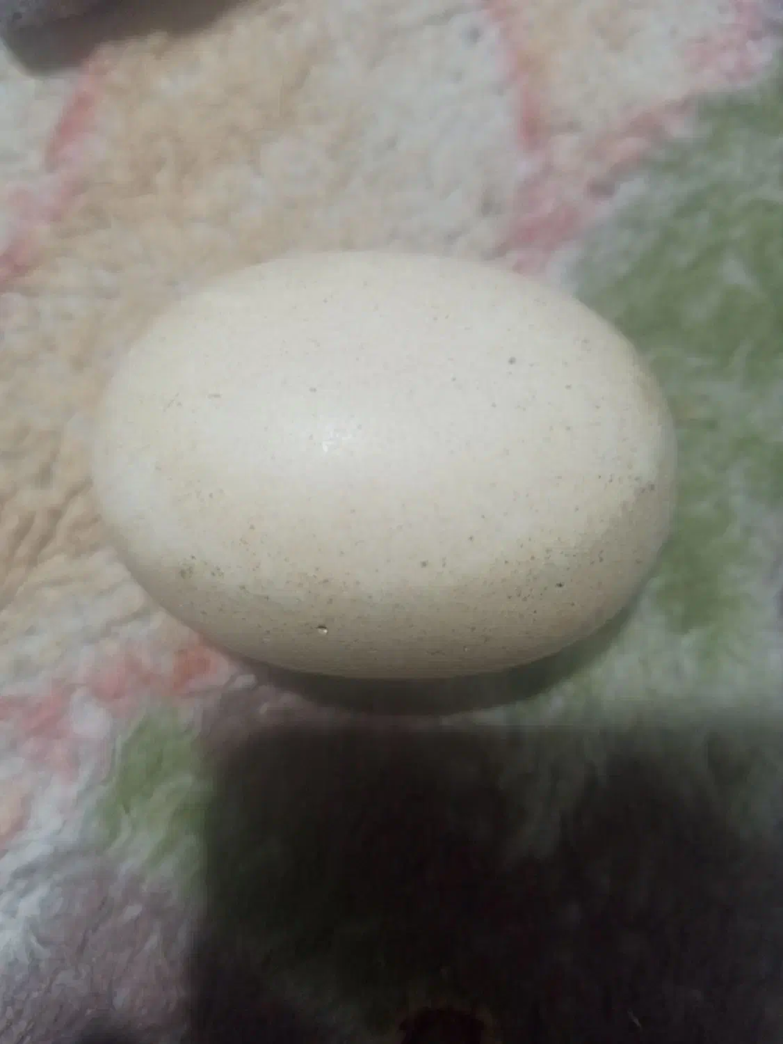 سگ تخم مرغی|کلکسیون و سرگرمی|قوچان, |دیوار