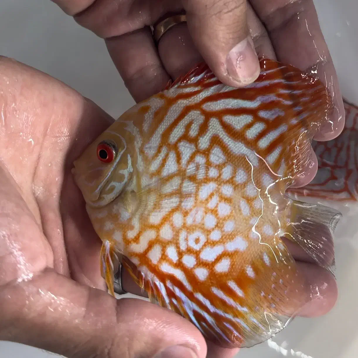 ماهی دیسکس|ماهی|اندیشه, شهرک صدف|دیوار