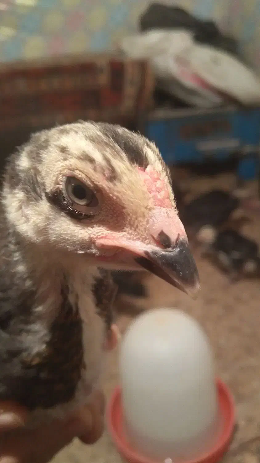 تعداد ۱۰ عدد جوجه لاری|حیوانات مزرعه|زهک, |دیوار