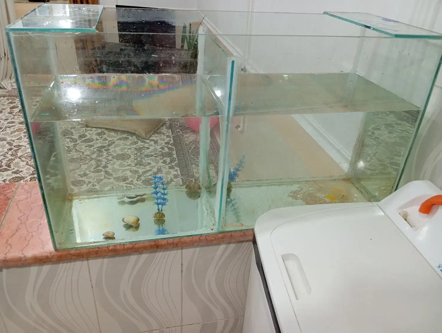 تنگ ماهی بزرگ به فروش می‌رسد|ماهی|مسجد سلیمان, |دیوار