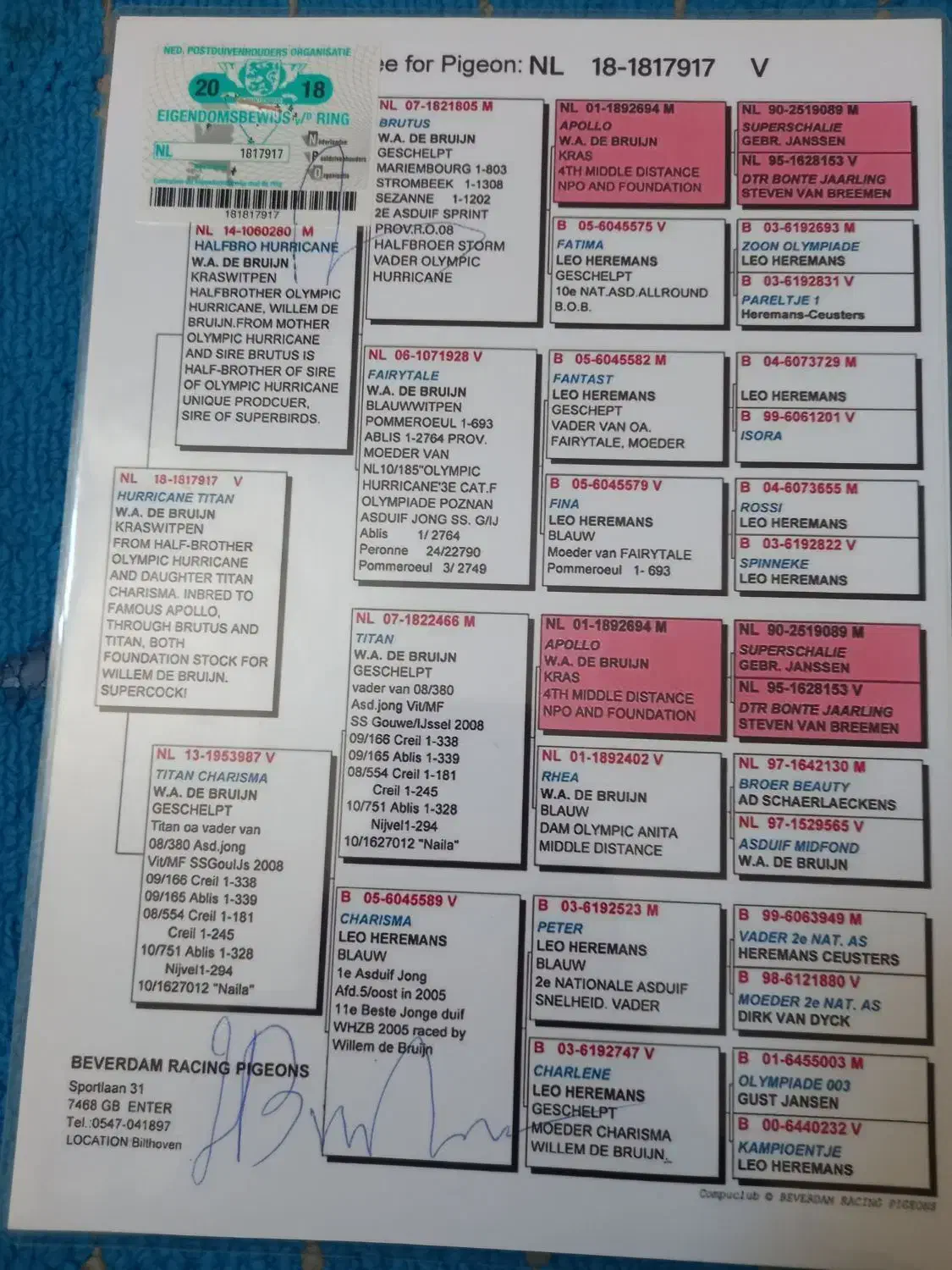 کبوتر پلاکی مسافتی|پرنده|نجف‌آباد, یزدانشهر|دیوار