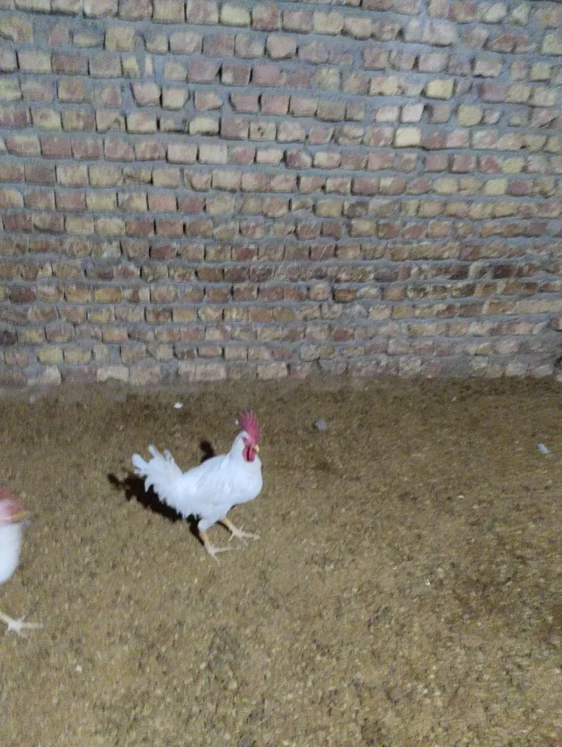 خروس|پرنده|فلارد, |دیوار