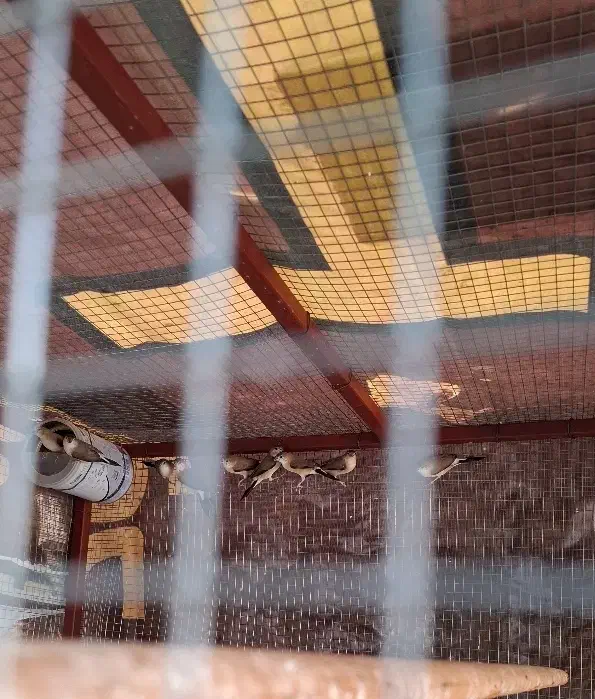 فنچ کوهی|پرنده|بندرعباس, |دیوار