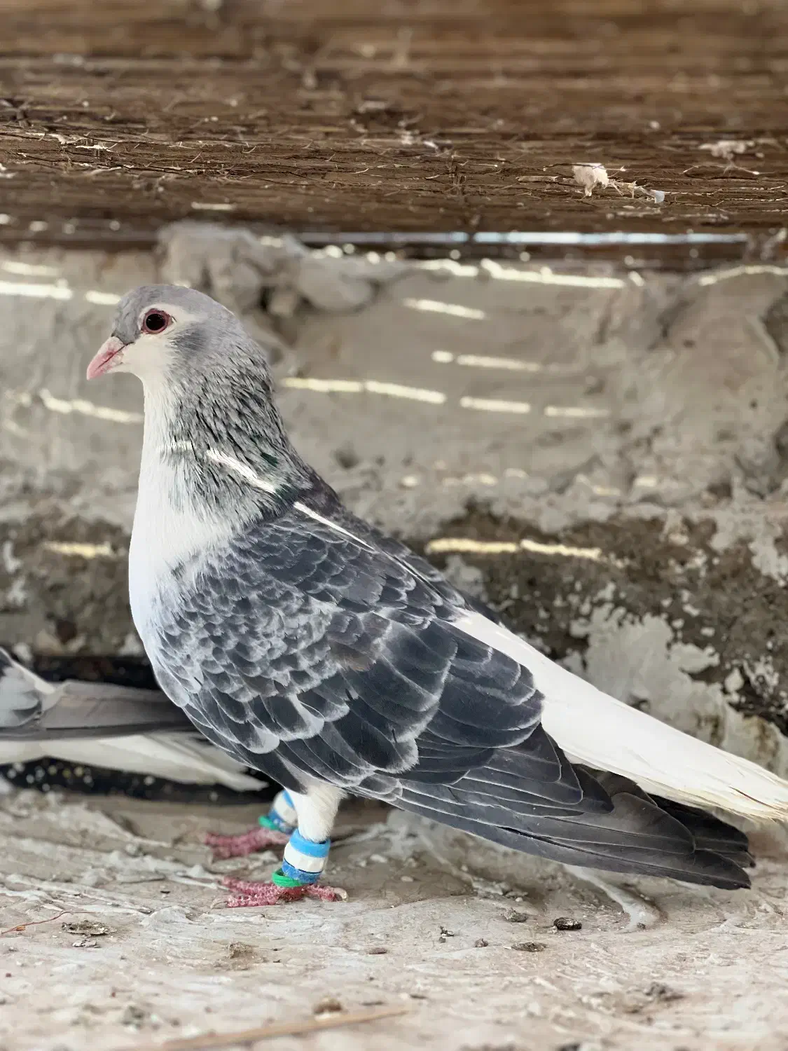 ساده پولکی|پرنده|بردسکن, |دیوار