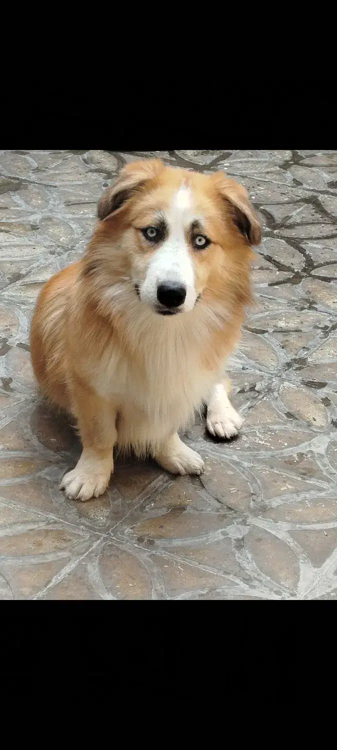 هاسکی پاکوتاه|سگ|دورود, |دیوار