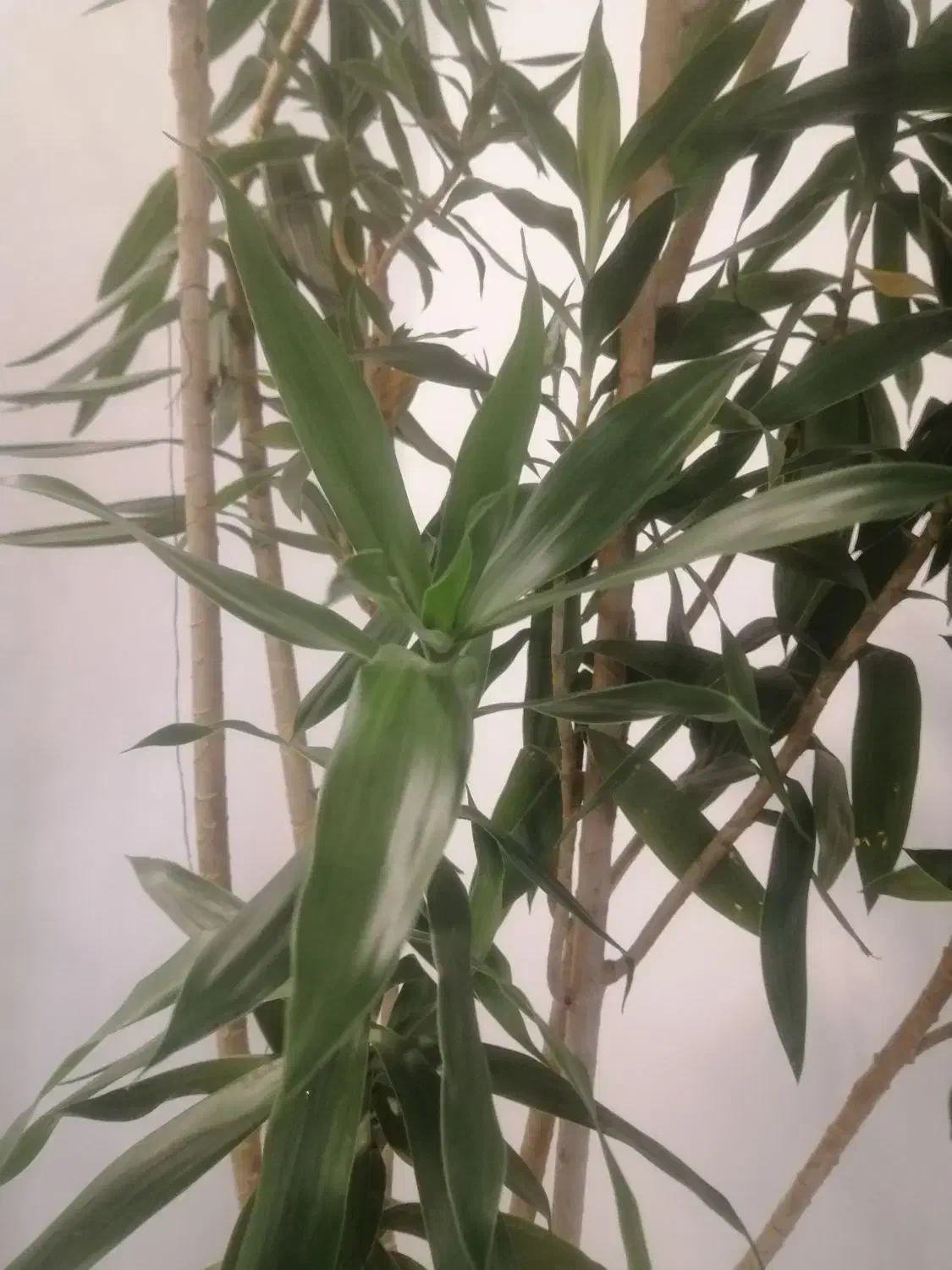 درختچه|گل و گیاه طبیعی|تهران, ازگل|دیوار