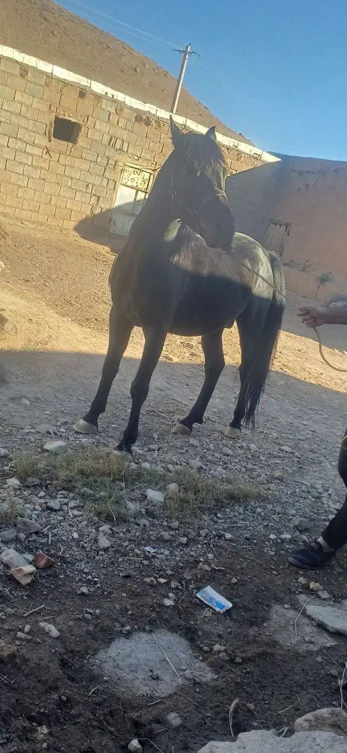 اسب مشکی اصل کرد|اسب و تجهیزات اسب‌سواری|تبریز, |دیوار
