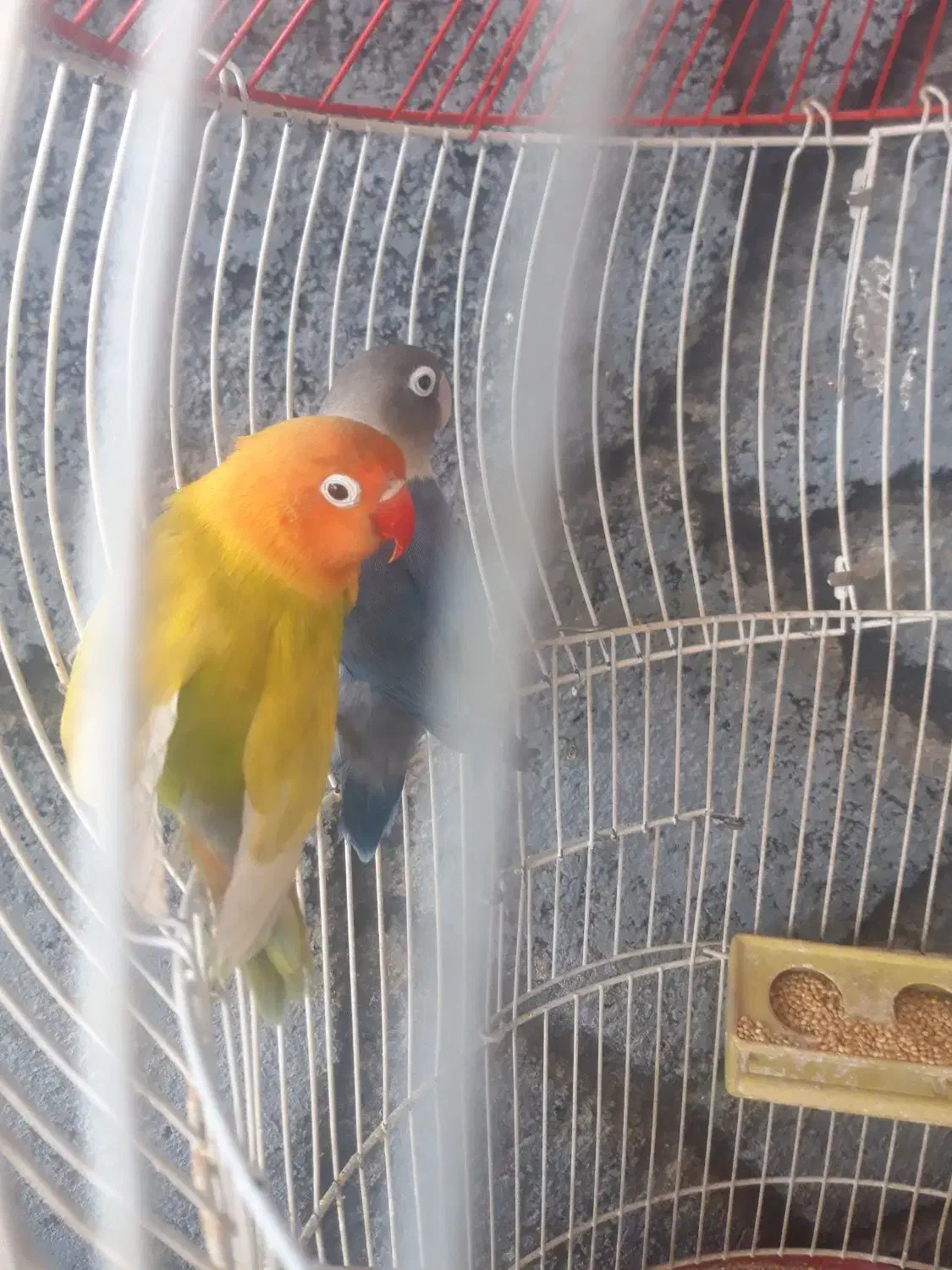 کوتوله|پرنده|اردکان, |دیوار