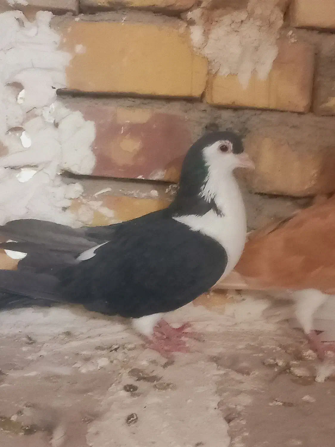 ۹عدد کفتر خوب|پرنده|تربت جام, میان جام|دیوار