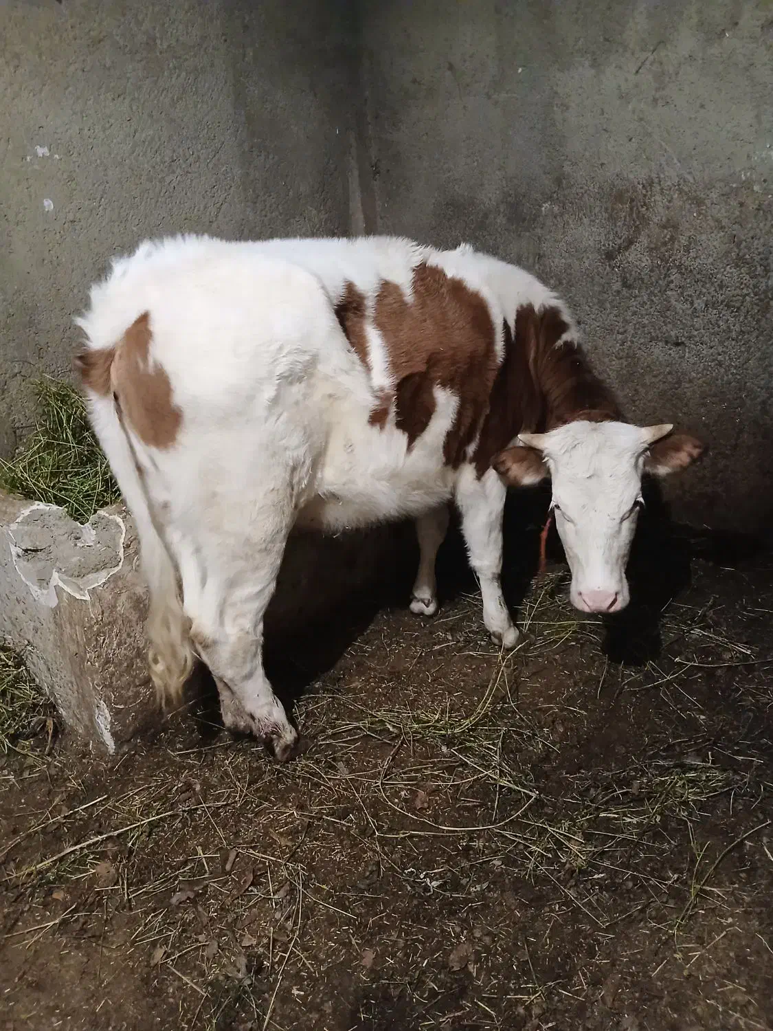 گاو‌‌‌یا‌گوساله‌ماده|حیوانات مزرعه|نوشین شهر, |دیوار