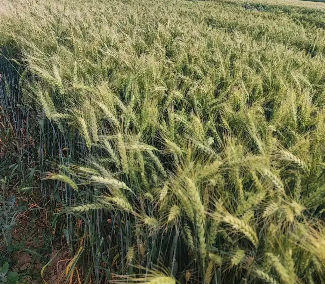 بذر جو بهمن شهبد واکسیما جلگه آبیدر هیبرید|گل و گیاه طبیعی|قروه, |دیوار