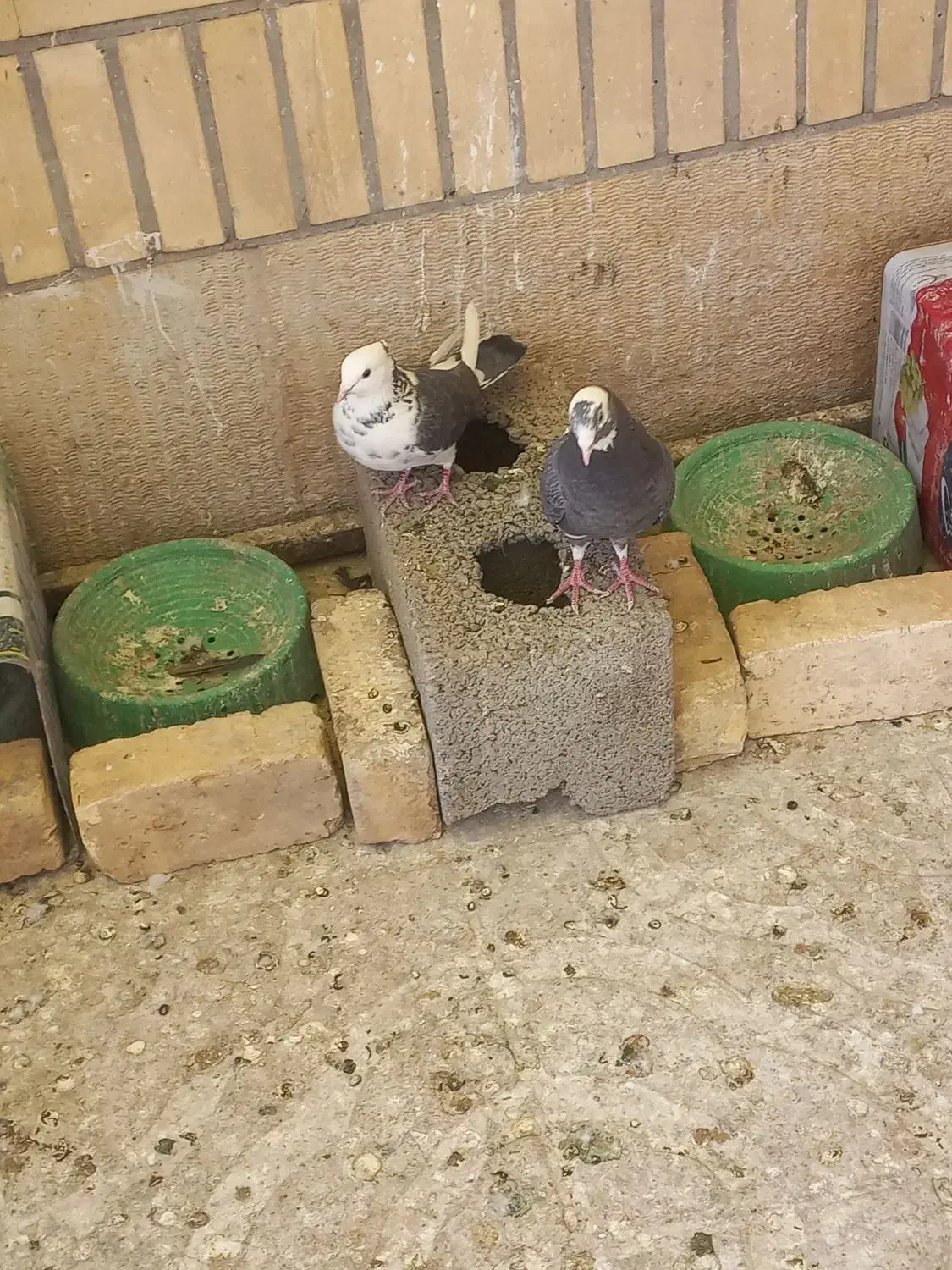 شازده سیاه|پرنده|مبارکه, |دیوار