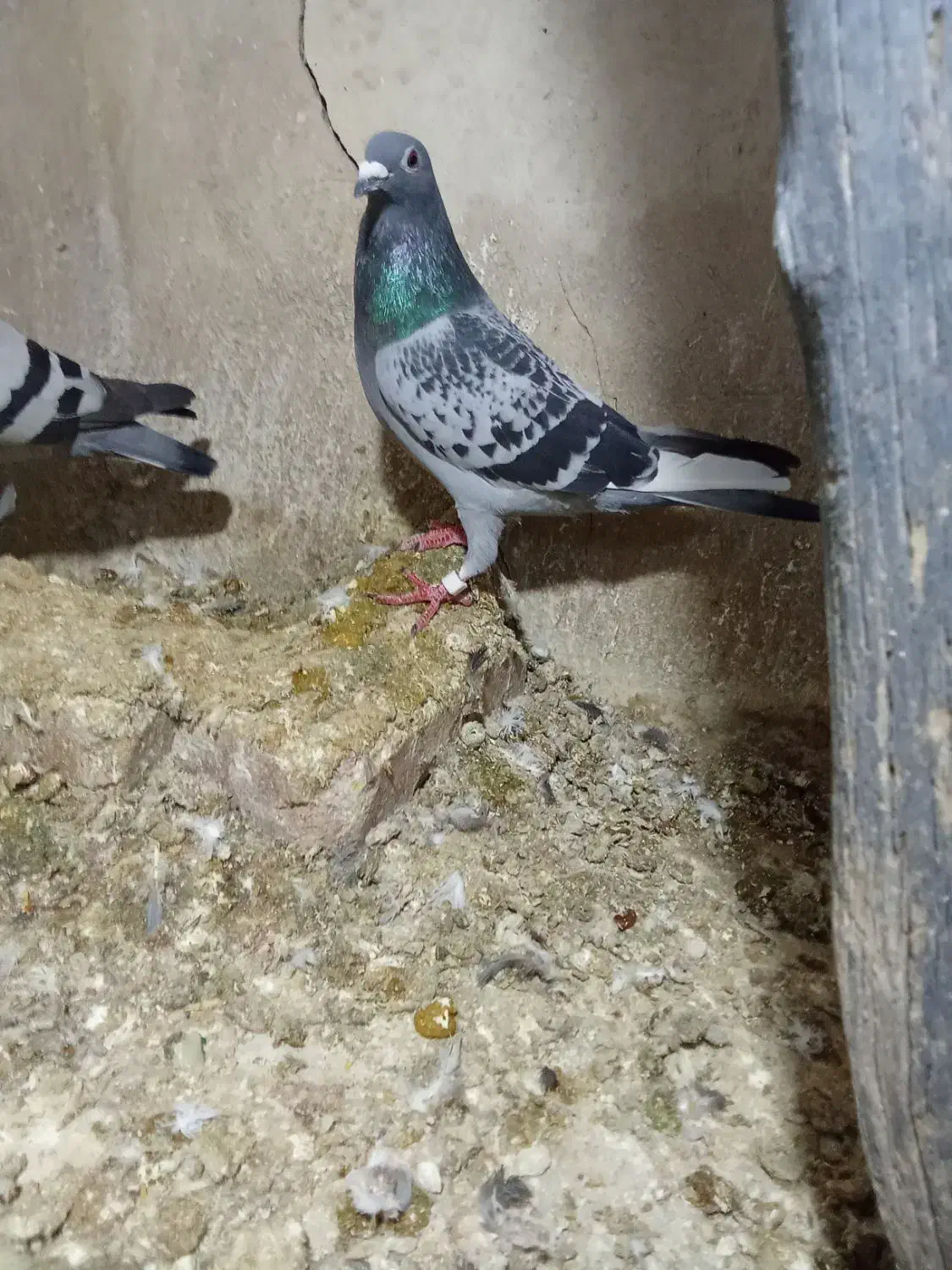 پلاکی گرفته|حیوانات|ایوان, |دیوار