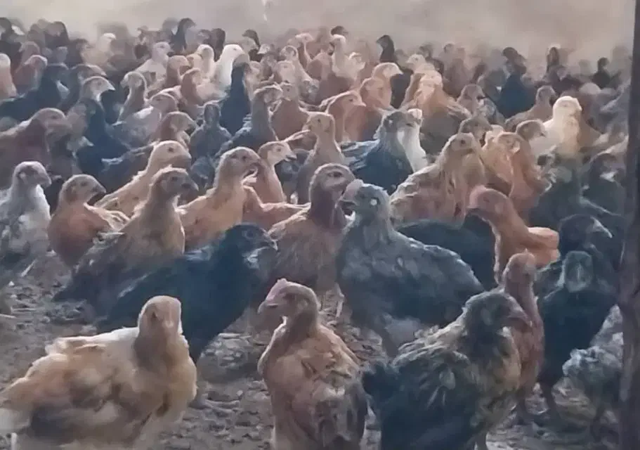 جوجه مرغوخروس محلی و بوقلمون محلی|حیوانات مزرعه|شیراز, رکنآباد|دیوار