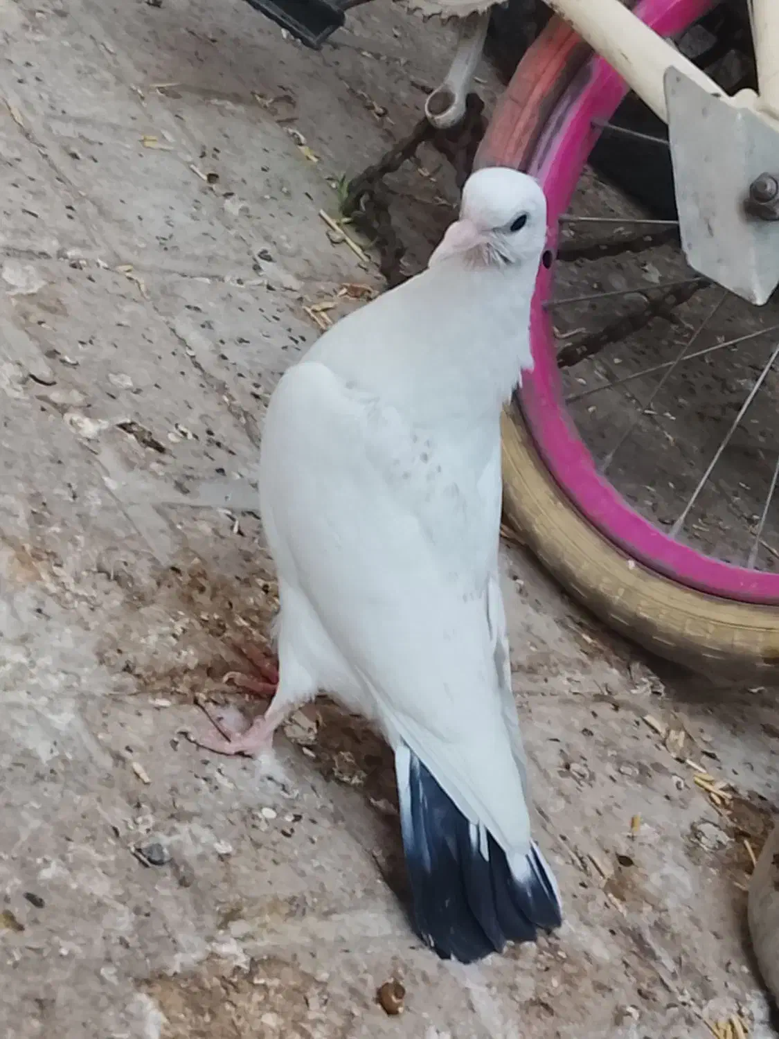 کفتر دم سیاه  فروشی نره جوجه پرشی|پرنده|مشهد, اروند|دیوار