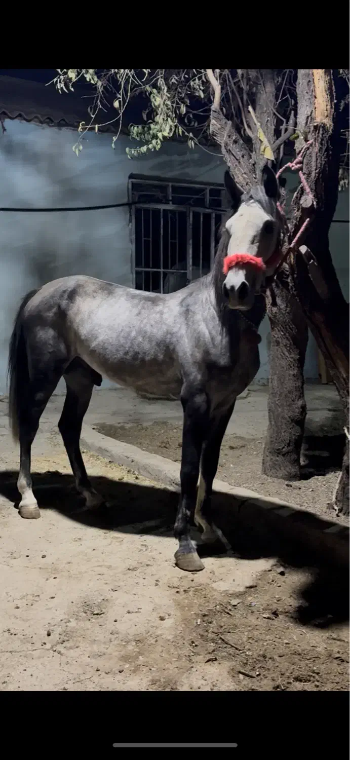 نریان ۴ساله سواری عالی|اسب و تجهیزات اسب‌سواری|بروجرد, |دیوار