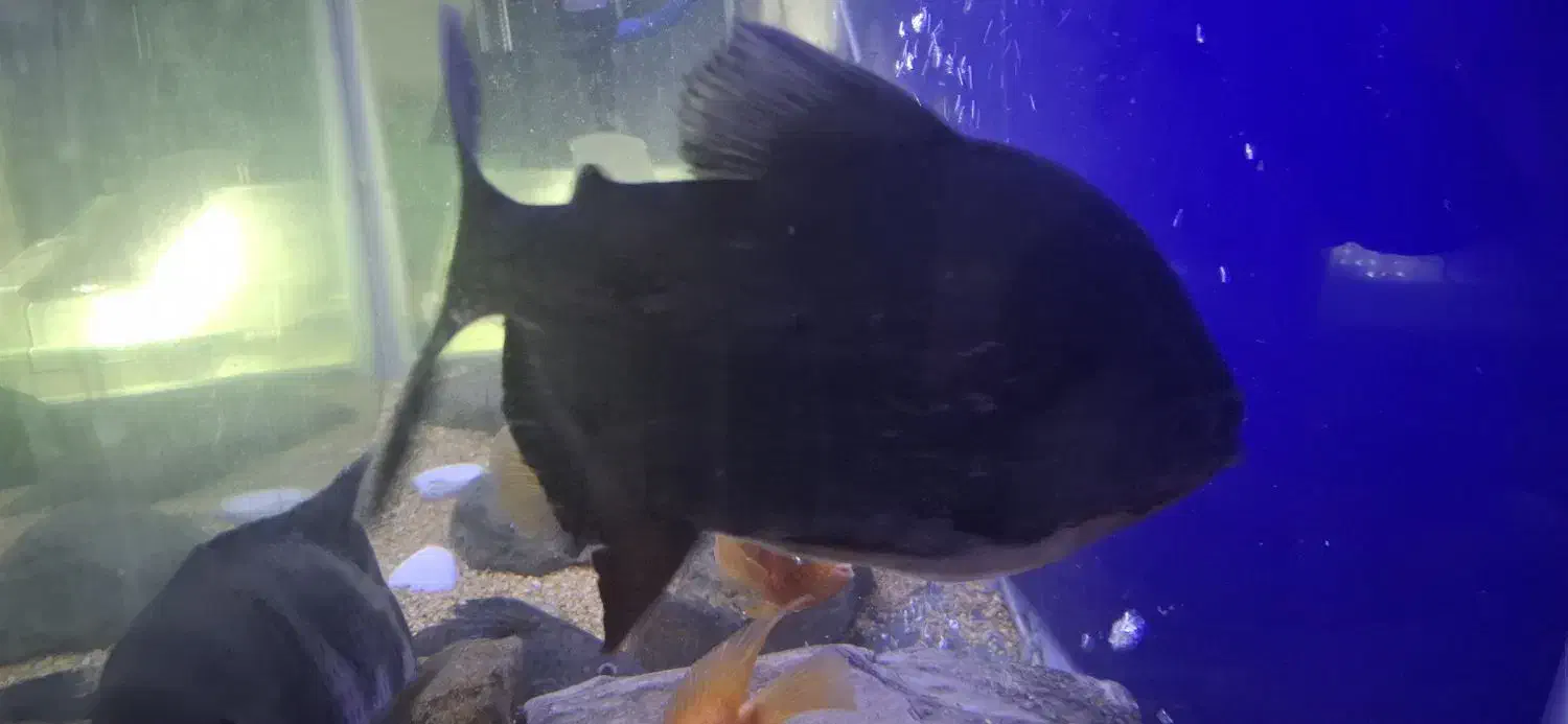 ماهی پاکو و سیچلاید زندانی|ماهی|رشت, خمیران زاهدان|دیوار