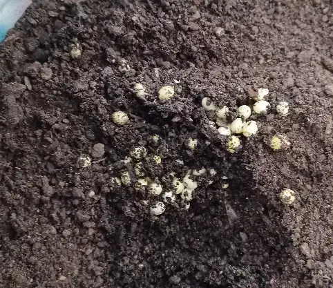 فروش حلزون آلبینو|خزنده|خوی, |دیوار