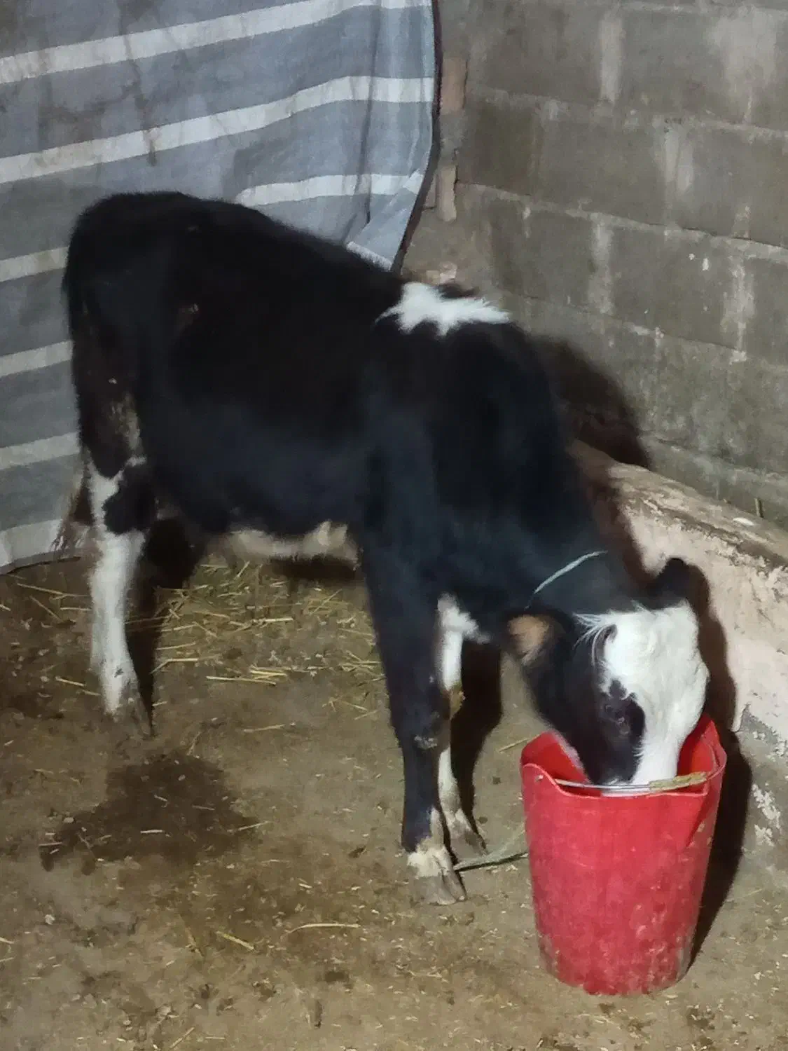 گوساله نر خوش خوراک،|حیوانات مزرعه|شاهین دژ, |دیوار