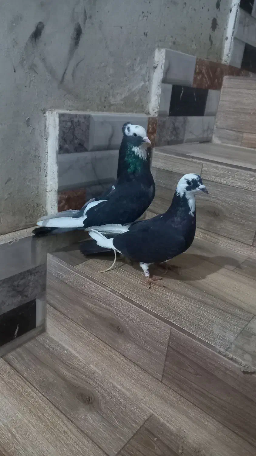 کبوتر|پرنده|زارچ, |دیوار