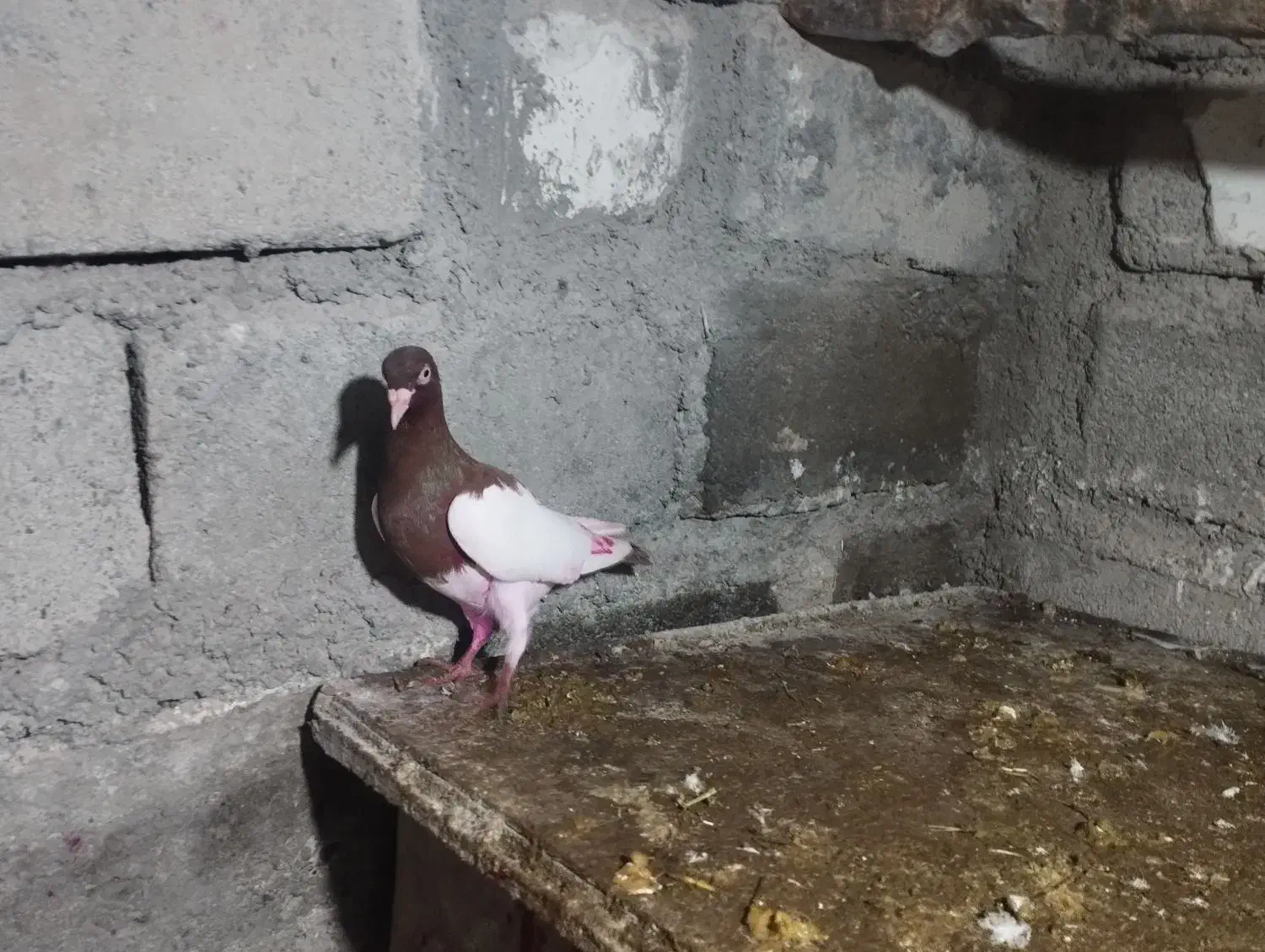 کفتر|پرنده|میانه, |دیوار