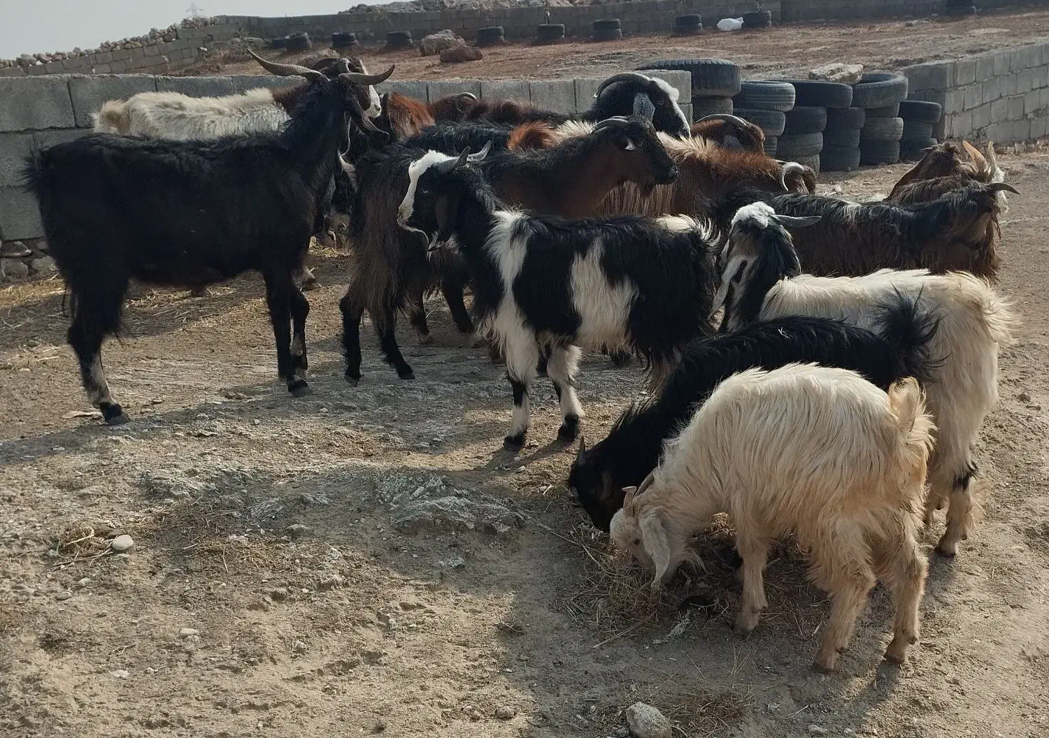 ۱۰ بز و ۱۰ بزغاله|حیوانات مزرعه|پلدختر, |دیوار