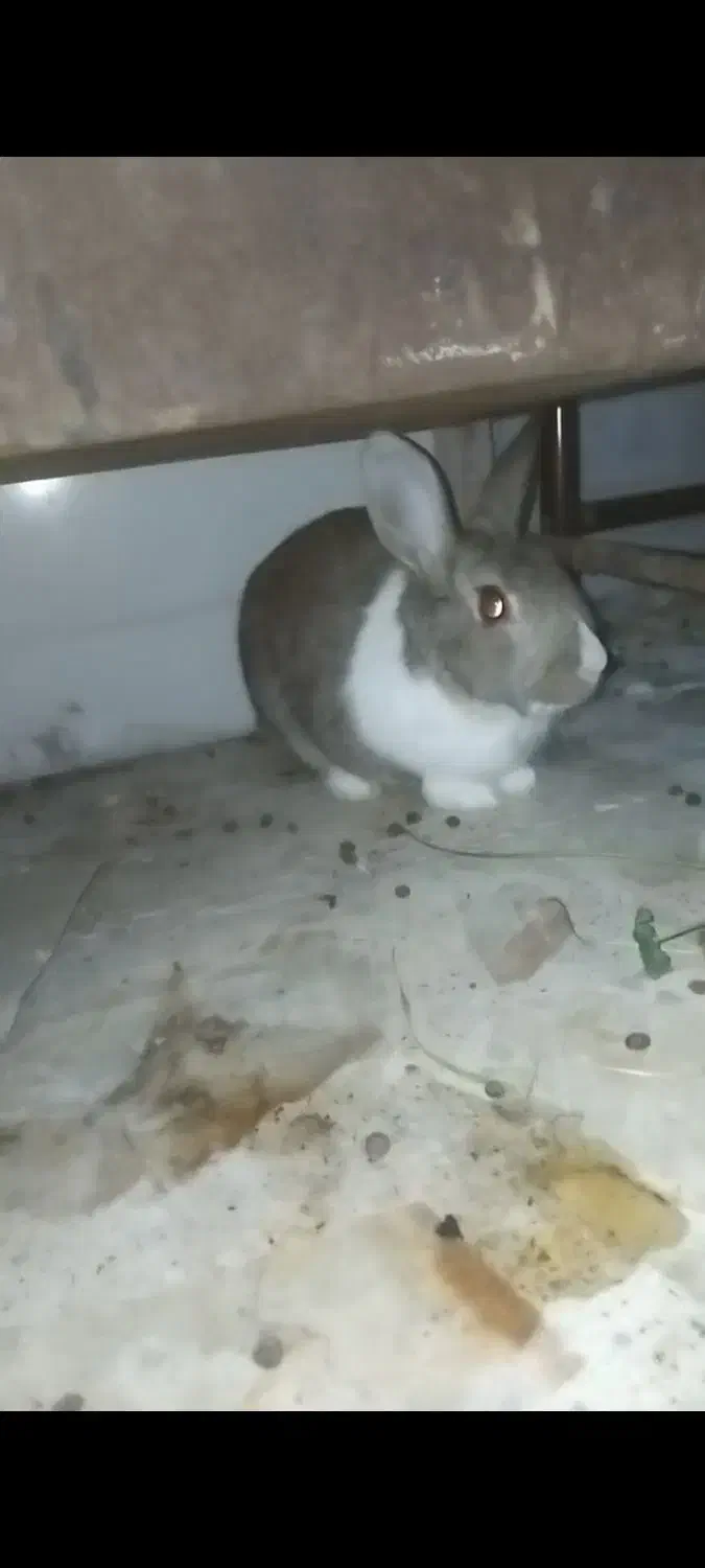 خرگوش|موش و خرگوش|فارسان, |دیوار