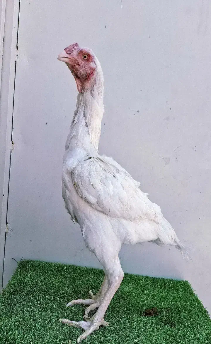 مرغ افغانی|حیوانات مزرعه|خاش, |دیوار