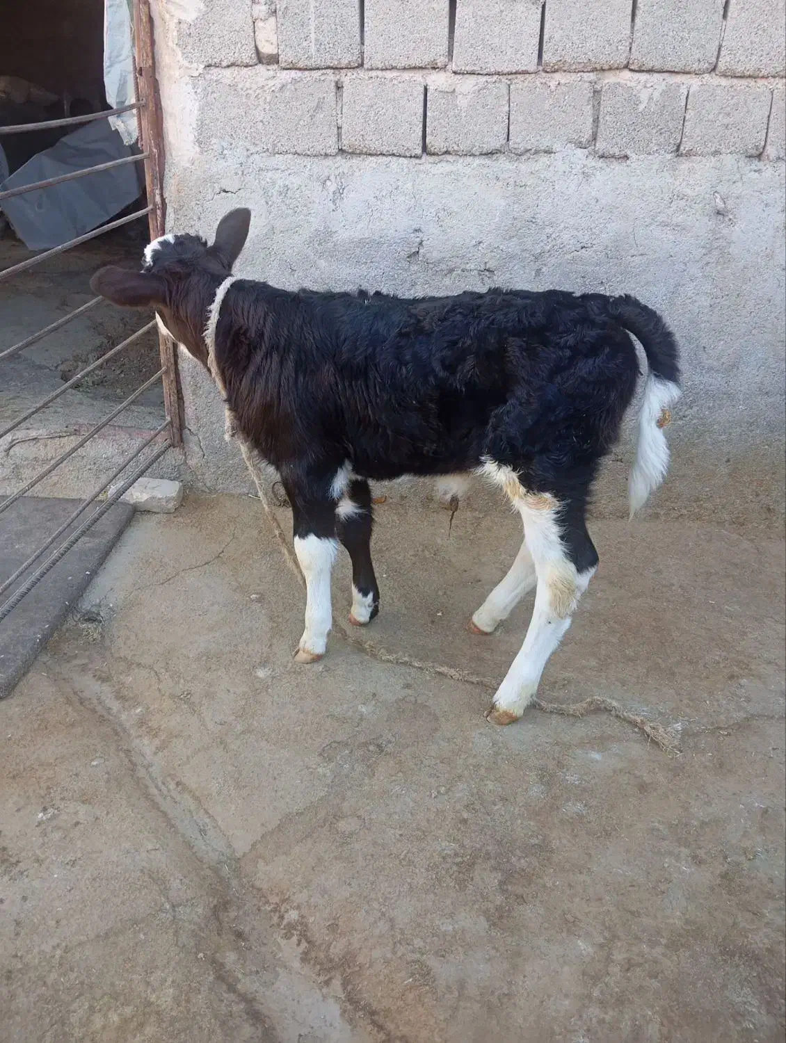 گوساله ماده سیمنتال اصل|حیوانات مزرعه|گیلان غرب, |دیوار