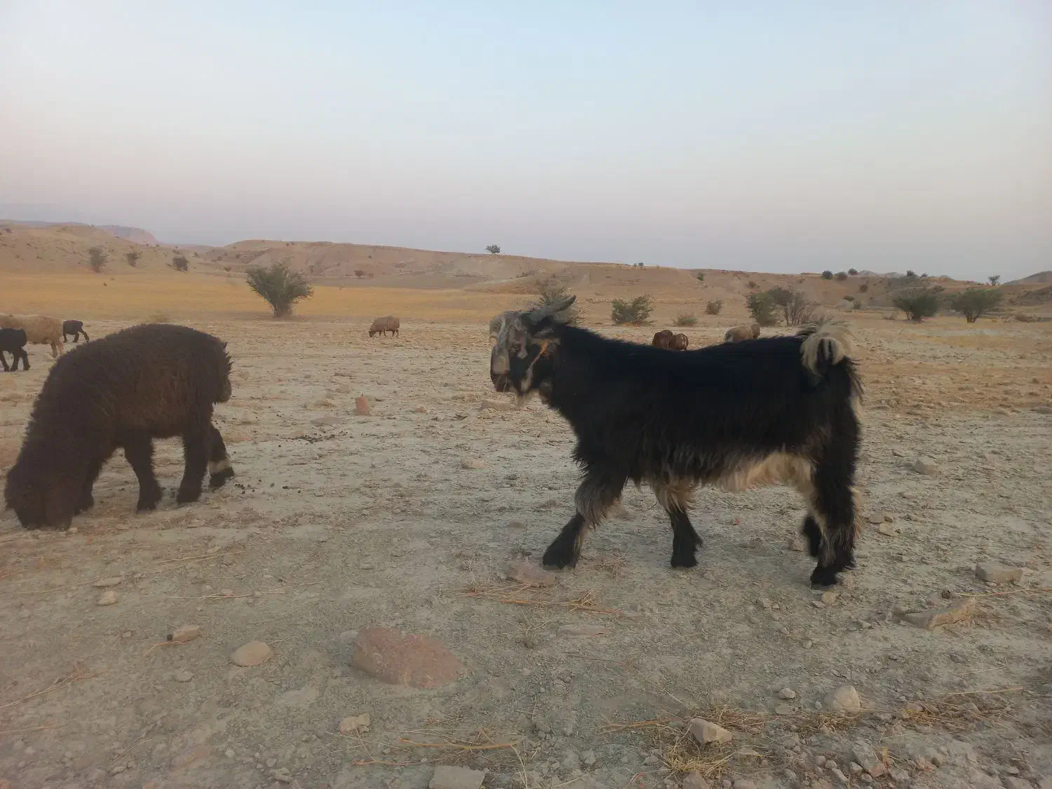 فروش کهره بذری|حیوانات مزرعه|جره و بالاده, |دیوار