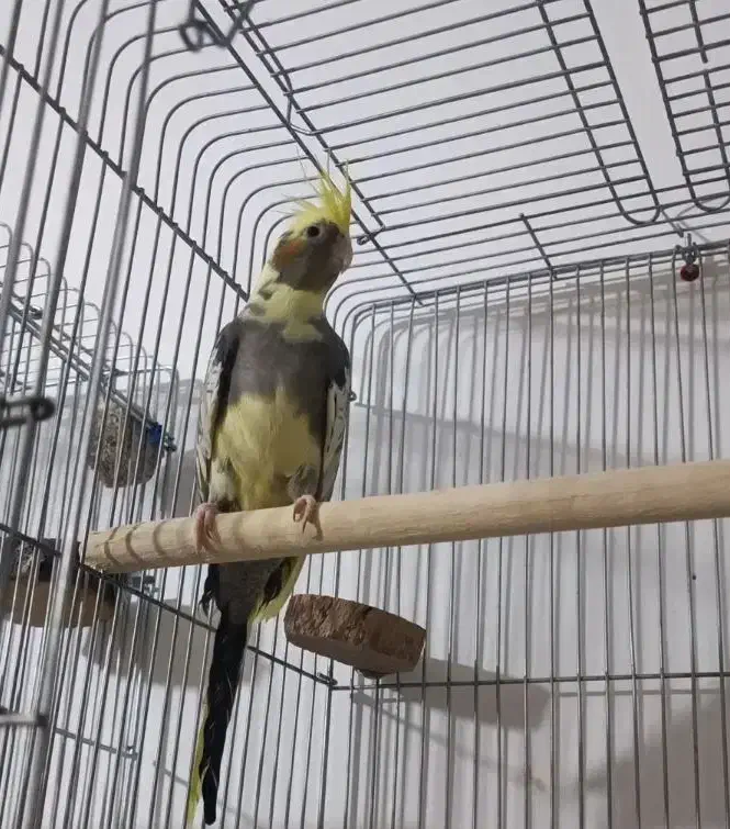 عروس هلندی نر|پرنده|ارومیه, |دیوار