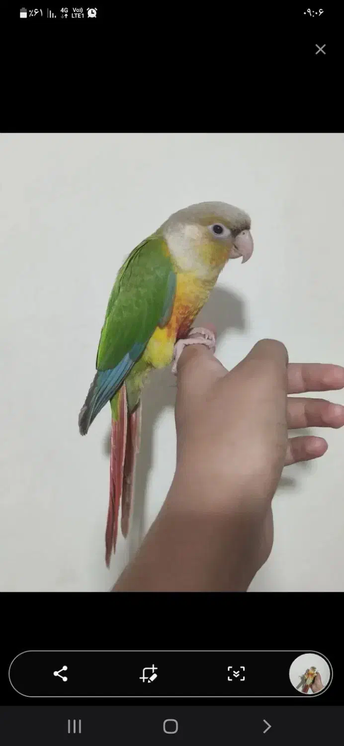 طوطی گیرینچیک دستی بانمک سخنگو|پرنده|تفت, |دیوار