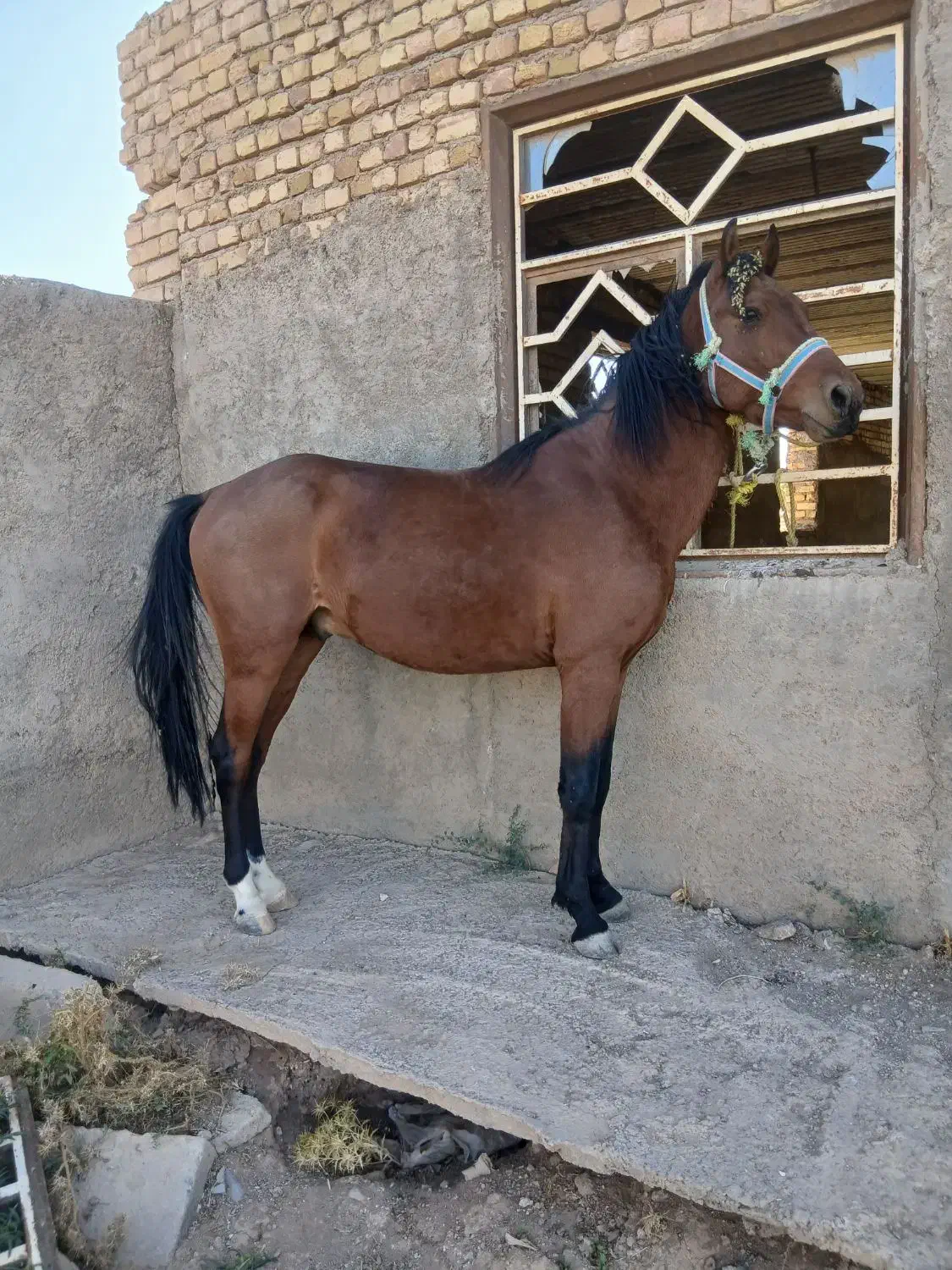 اسب|اسب و تجهیزات اسب‌سواری|قزوین, |دیوار