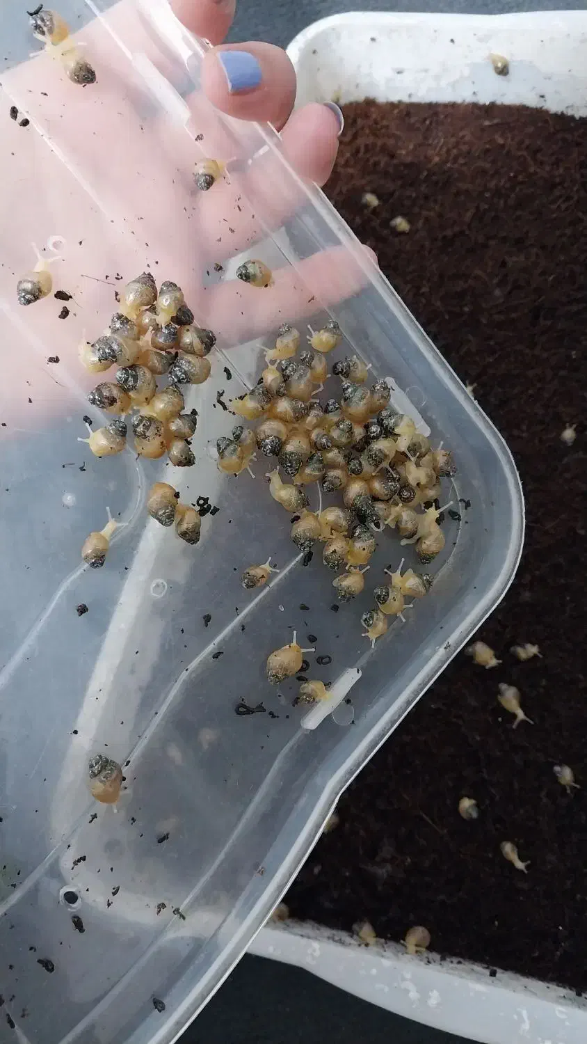 فروش حلزون|خزنده|قم, علی آباد سعدگان|دیوار