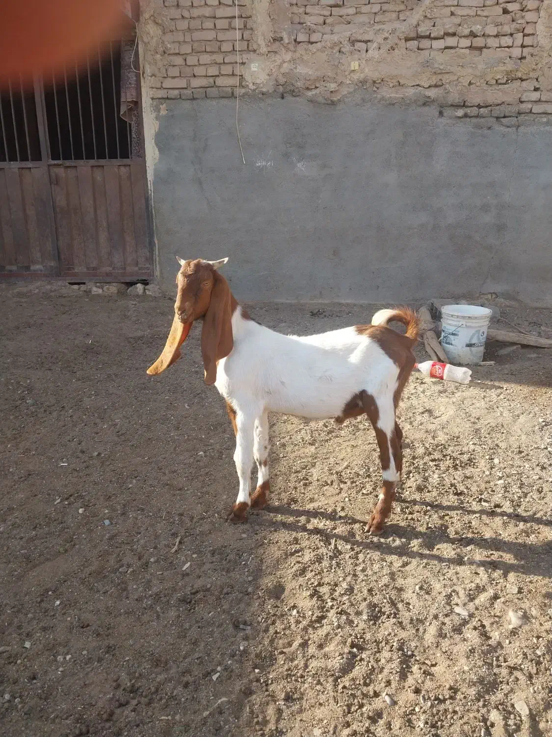 ۳عدد بزغاله*یک عدد بز|حیوانات مزرعه|کاشمر, |دیوار