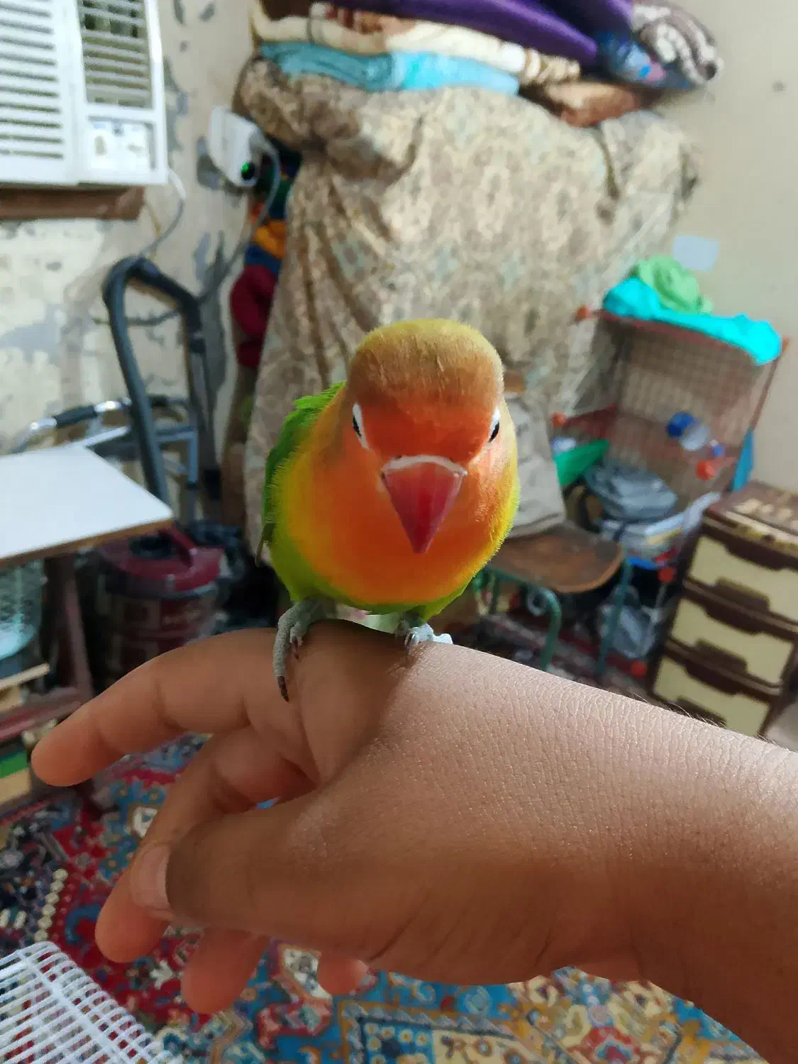 سلام یک جفت کوتوله ماده رام نر رام نیست|پرنده|چابهار, |دیوار