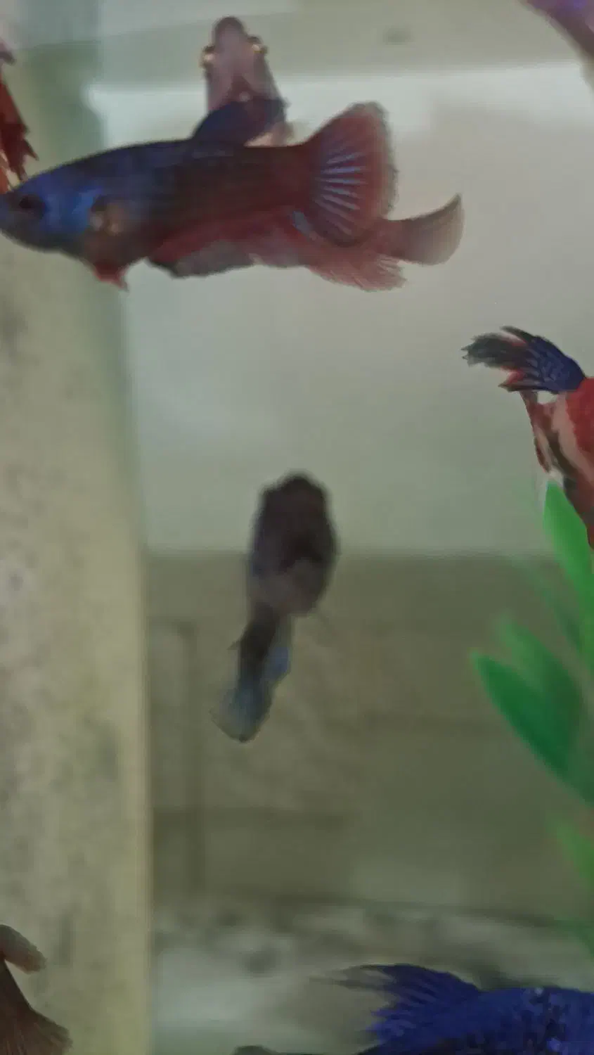 ۵ عدد فایتر جوان|ماهی|ارومیه, |دیوار