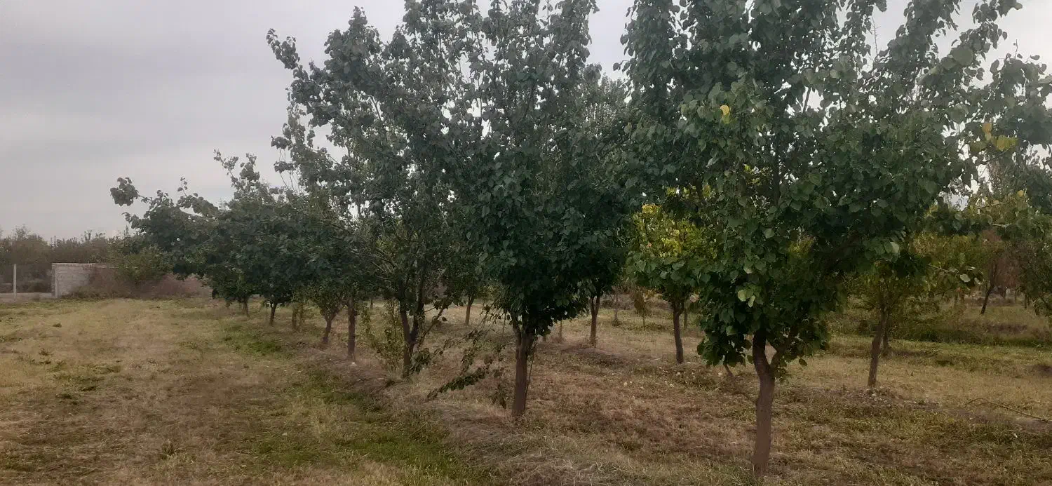 فروش باغ ۱۰۰۰ متر|فروش دفتر صنعتی، کشاورزی، تجاری|کشکسرای, |دیوار