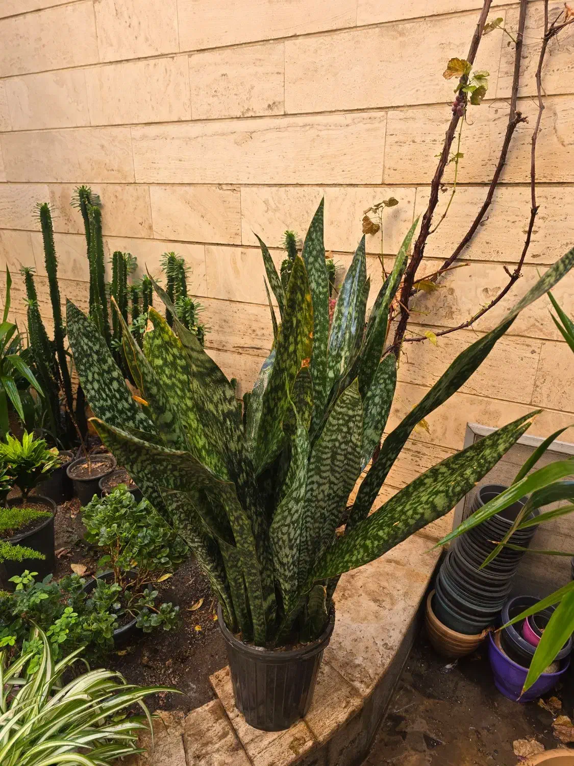 سانسوریا یوکا لیندا|گل و گیاه طبیعی|تهران, سلسبیل شمالی|دیوار