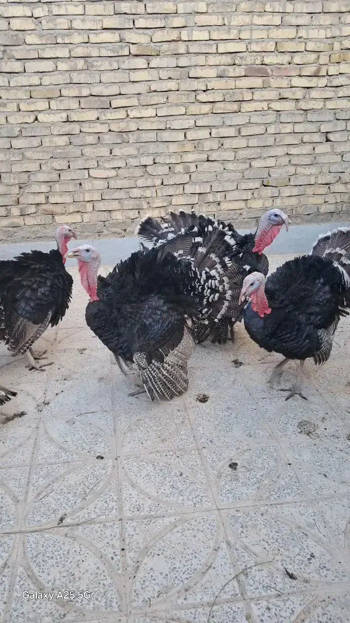 بوقلمون نر و ماده|حیوانات مزرعه|مهریز, |دیوار