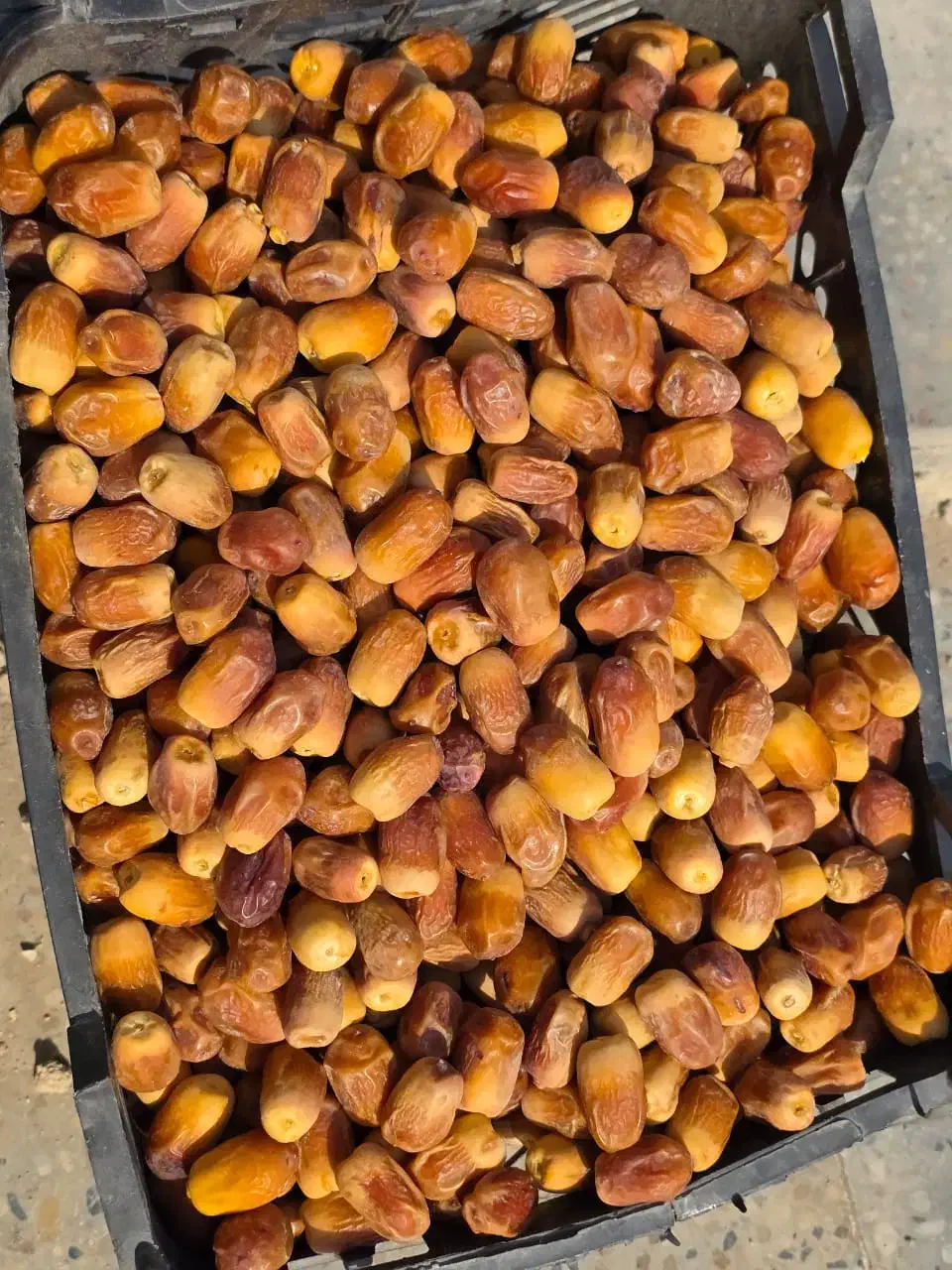 راهنمایی دوستان قصب و شاهانی تناژ برای فروش داره|فعالیت داوطلبانه|جهرم, |دیوار