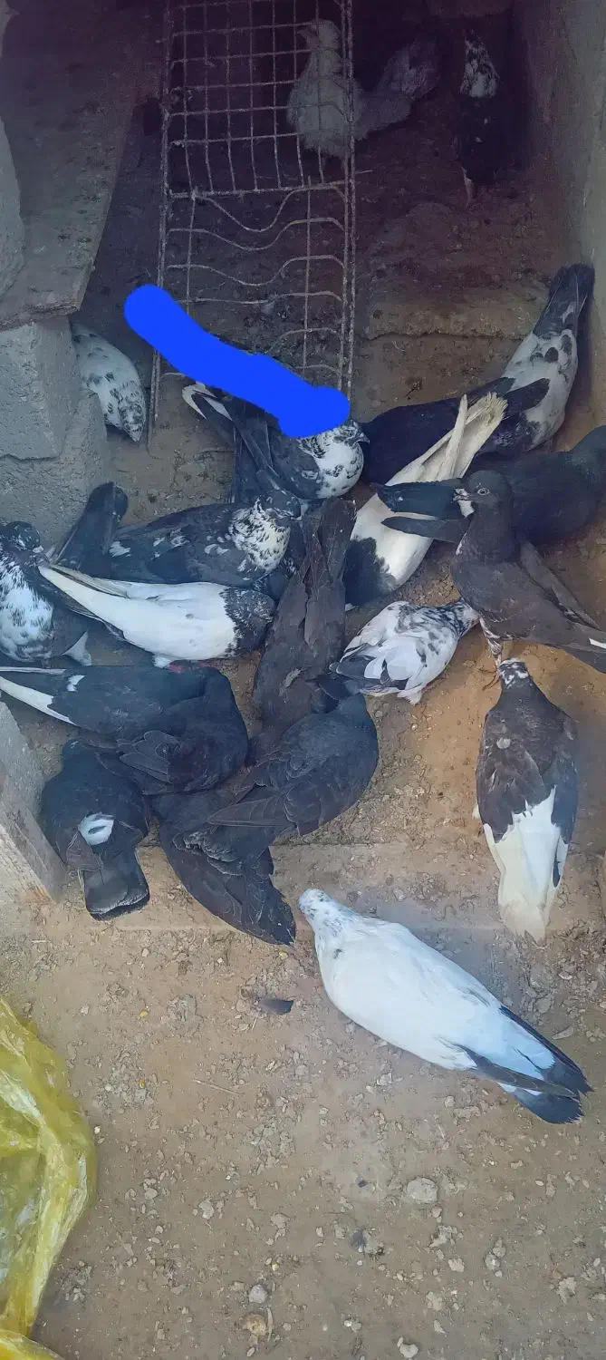 کبوتریاکفتر|پرنده|قشم, |دیوار