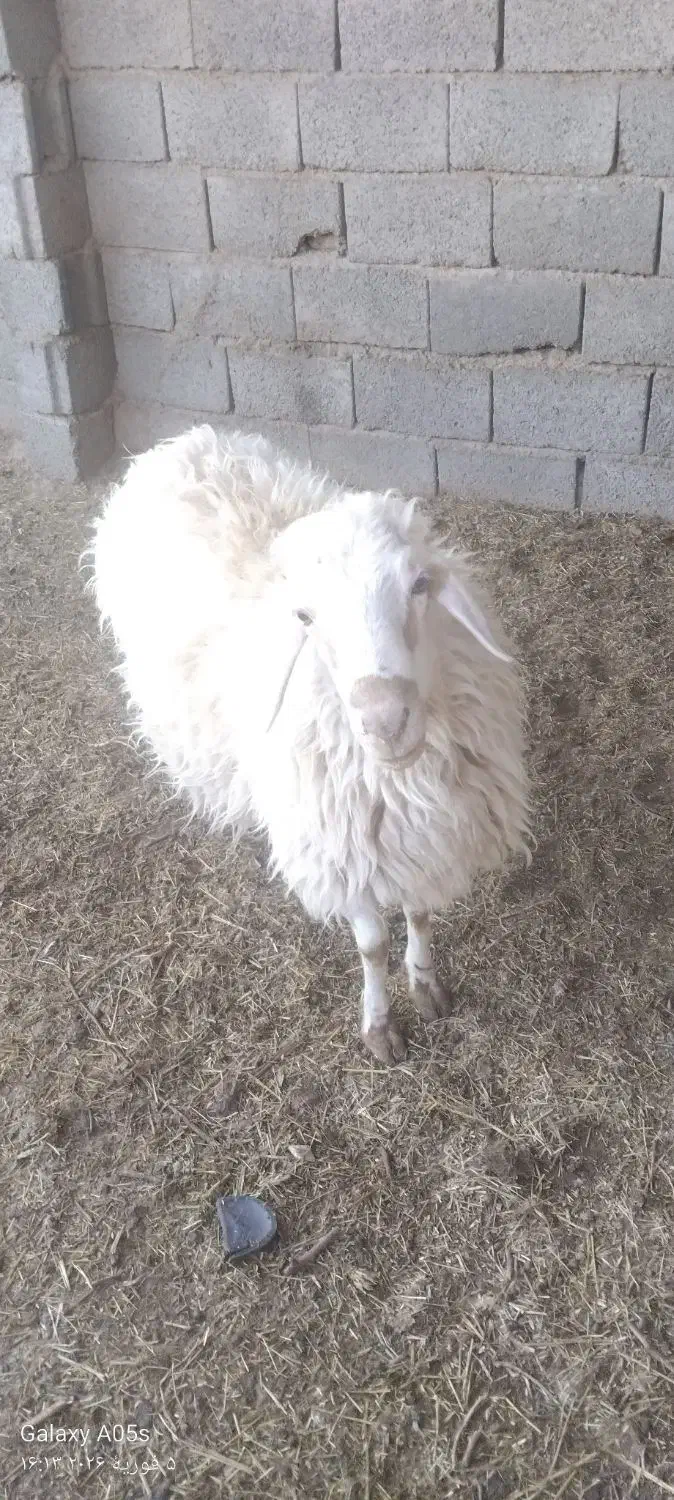 بره فروشی|حیوانات مزرعه|مود, |دیوار