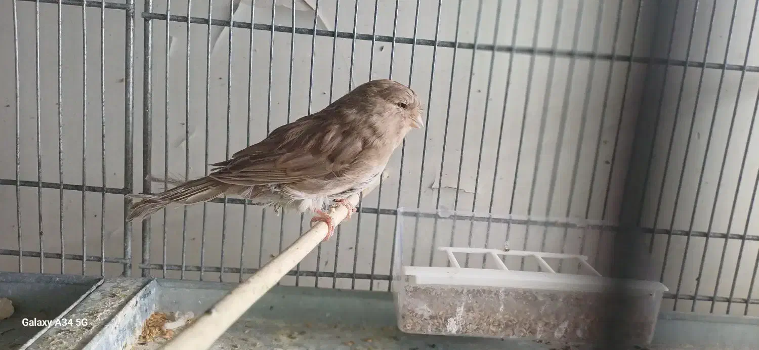 قناری کرست|پرنده|فرخ‌شهر, |دیوار