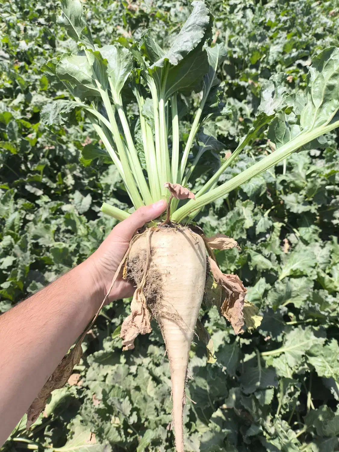 فروش چغندر قند برای دام|عمدهفروشی|چناران, |دیوار