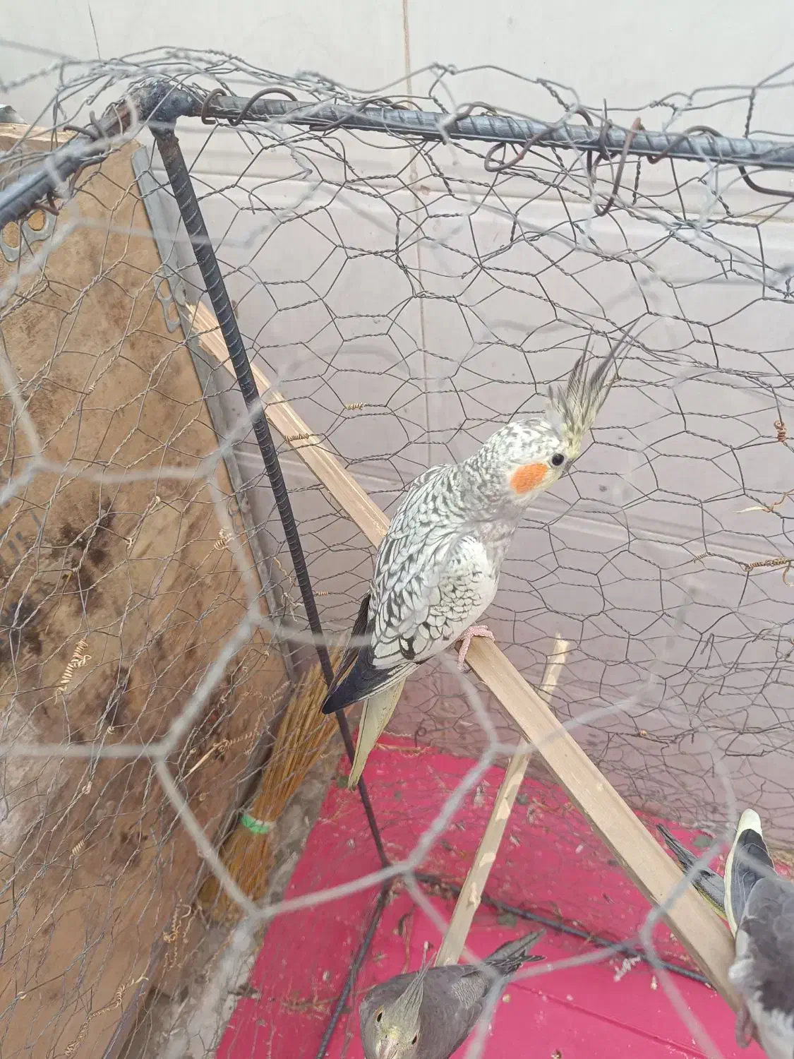 عروس هلندی مولد|پرنده|ایرانشهر, |دیوار