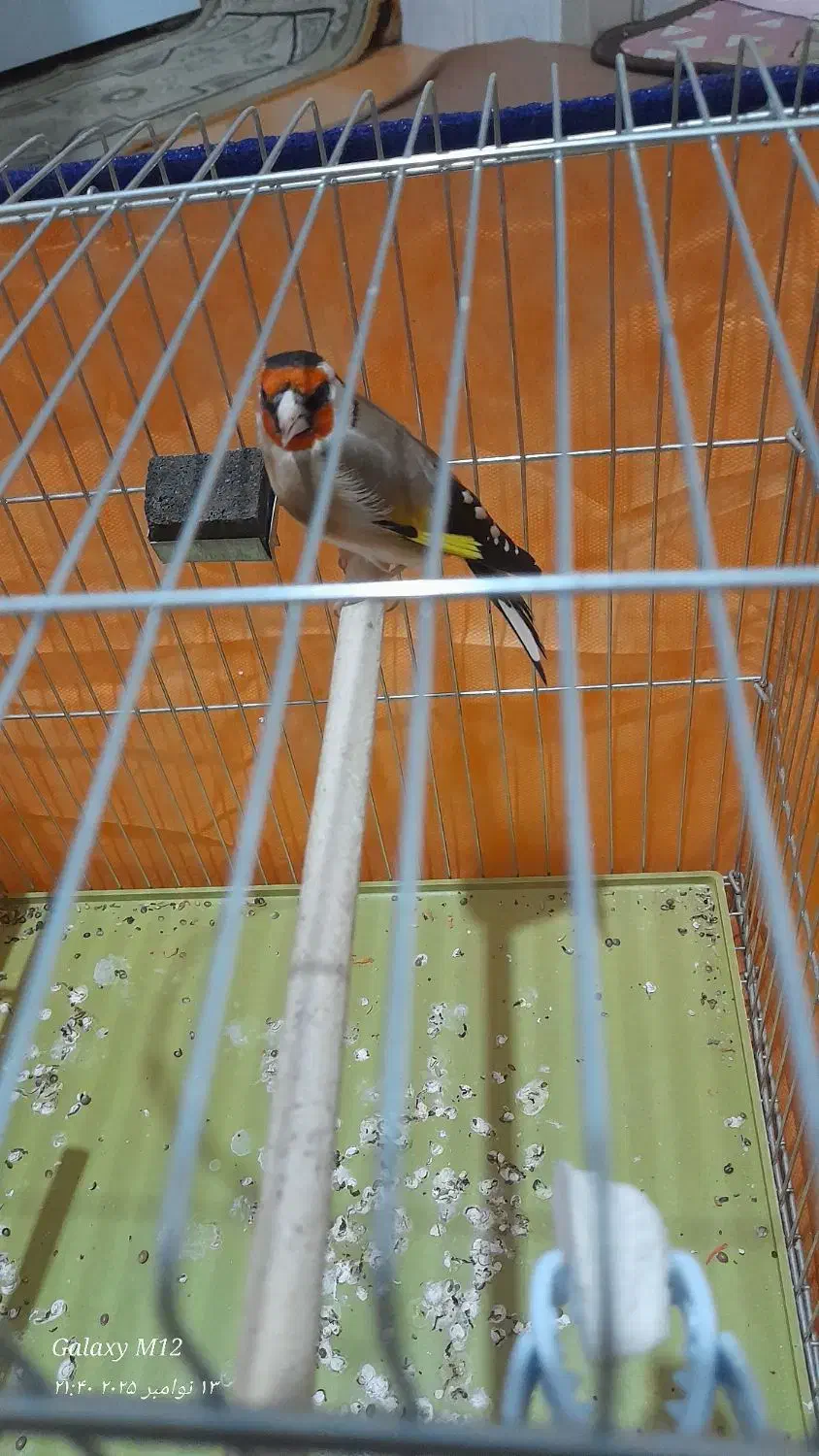 سهره چهار گل زیبا|پرنده|خمینیشهر, |دیوار