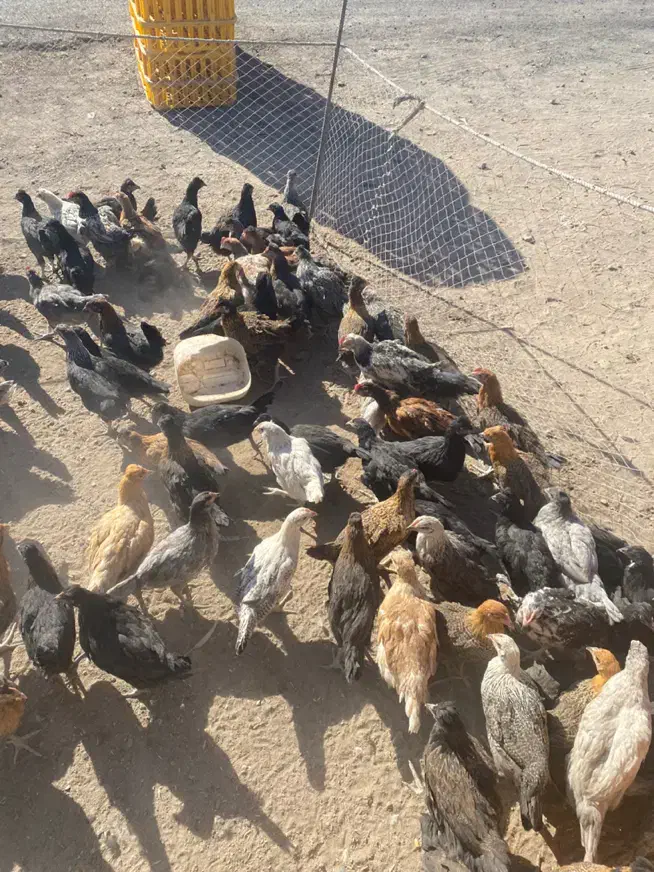 مرغ و خوروس محلی برای قربانی و رفع بلاهم میشه|حیوانات مزرعه|سیرجان, |دیوار